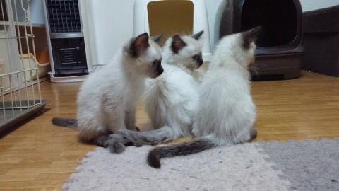 シャムヒマMixの子