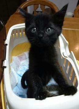 可愛い黒猫男子！