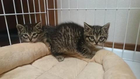 とにかくカワイイです☆１