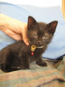 ごろすりの黒猫　動画有り