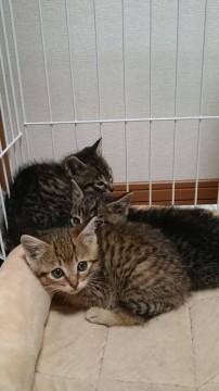 とにかくカワイイです☆３