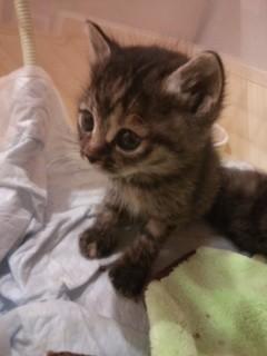 女の子の子猫、里親募集しています