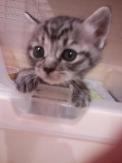 女の子の子猫、里親募集しています