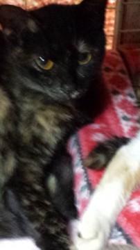 とてもなつこい、オレンジ色の目をしたサビ