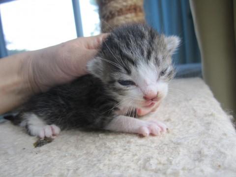 赤ちゃんきじ白　授乳中