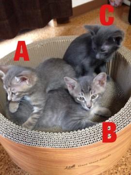 生後2ケ月弱の子猫