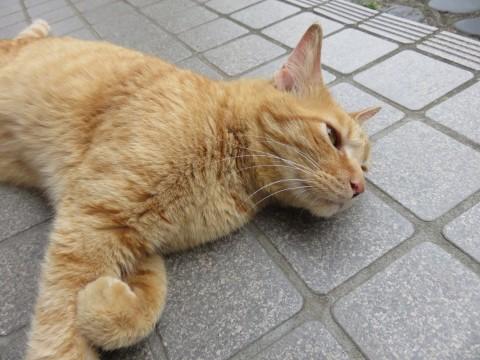 茶トラの迷い猫さんに安住の地を。
