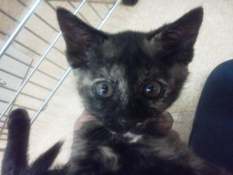 2.5ヵ月のさび猫ちゃん♀　里親募集！