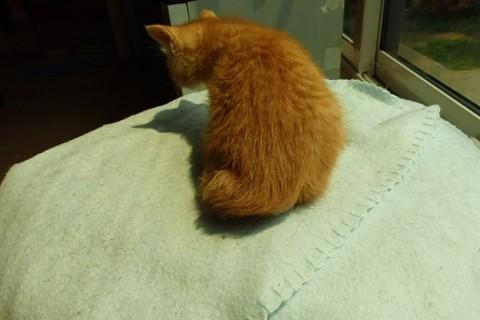 仔猫の里親さんになって下さい