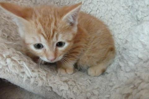 仔猫の里親さんになって下さい