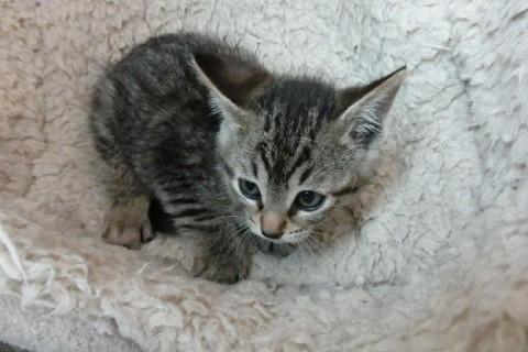 仔猫の里親さんになって下さい