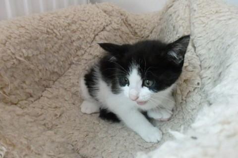 仔猫の里親さんになって下さい