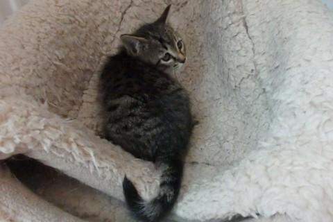 仔猫の里親さんになって下さい
