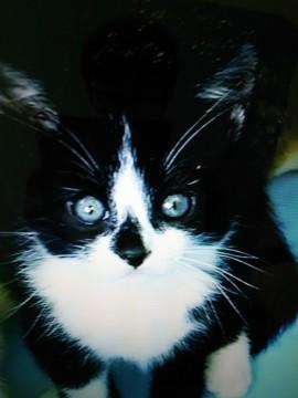 4月12日生まれの人に慣れている子猫です