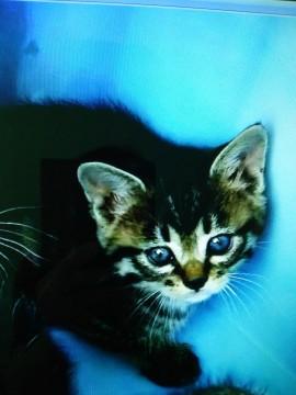 4月12日生まれの人に慣れた子猫です。
