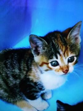 4月12日生まれの人に慣れた子猫です。