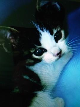 4月12日生まれの人に慣れた子猫です。