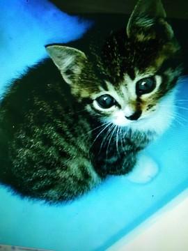 4月12日生まれの人に慣れた子猫です。