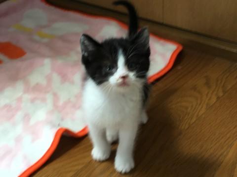 白黒の男の子　里親様募集中です。