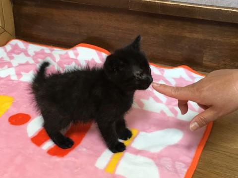 くろねこの男の子　里親様募集中です。
