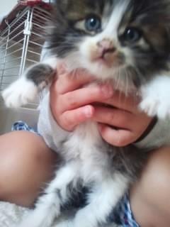 長毛の子猫、里親募集しています