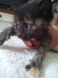 綺麗な目の女の子、里親募集しています