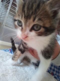 アイラインの綺麗な子猫里親募集してます