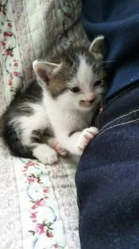 人懐っこいキジ白ちゃん