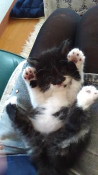 人懐っこい黒白ちゃん