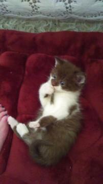 人懐っこい灰白ちゃん