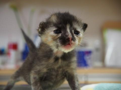 生後2週間　サビ柄メス2匹　里親様募集