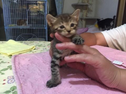 超かわいいキジとら仔猫ちゃん