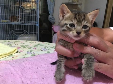 超かわいいキジとら仔猫ちゃん