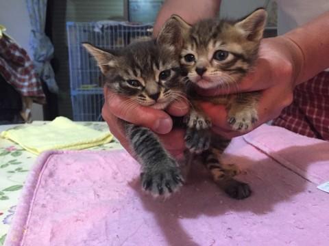 超かわいいキジとら仔猫ちゃん