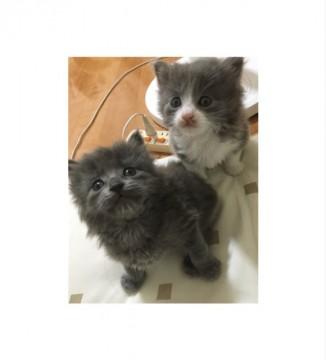 ◎2匹の子猫ちゃんの里親様募集◎