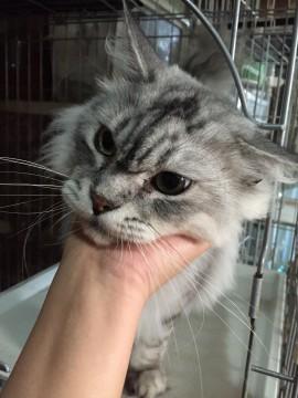 多頭飼い現場の子です！