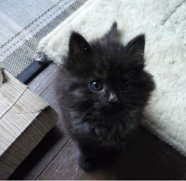 もこもこ黒ちゃん
