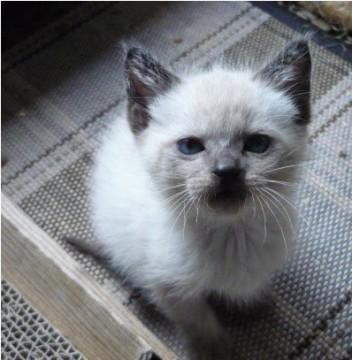 甘えん坊シャム君