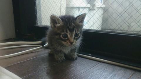 里親募集しています