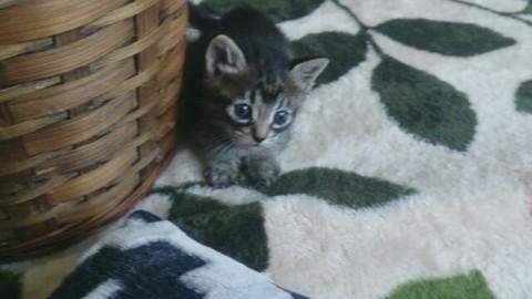 里親募集しています