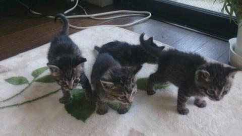 里親募集しています