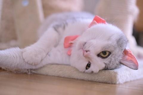 ひとなつこい美猫にゃん