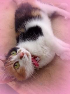 甘えん坊三毛ちゃん