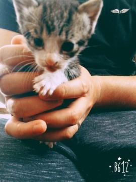 可愛いサバトラの赤ちゃん☆