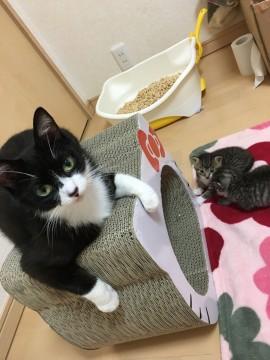 神奈川県 寝る時も一緒 呼ぶと来る甘えん坊 猫の里親募集 ネコジルシ