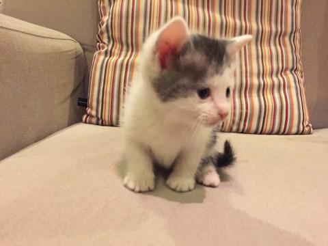 甘えん坊の白ブチちゃん