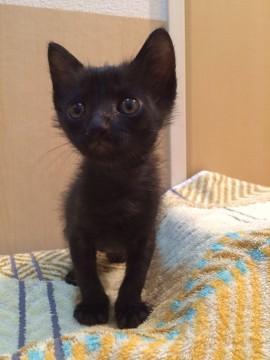 名古屋 黒猫 ノワールくんの里親さま募集