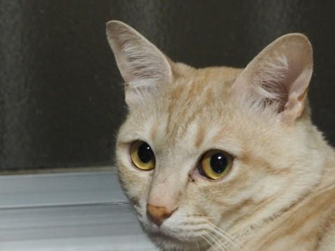 人懐っこい雑種の猫