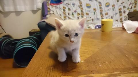 可愛い子猫ちゃん １ヶ月