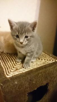 可愛い子猫ちゃん １ヶ月